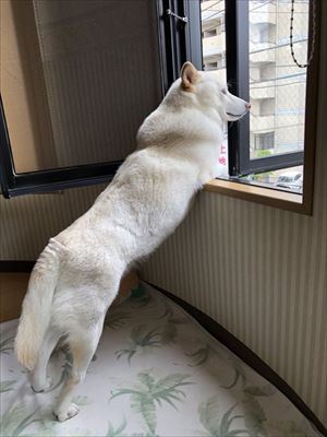 天気をチェックするワンちゃん