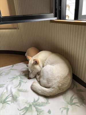 天気をチェックするワンちゃん