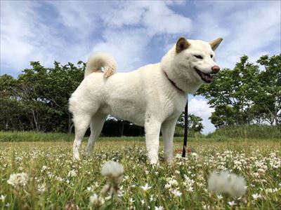 天気をチェックするワンちゃん