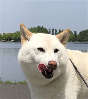 天気をチェックするワンちゃん