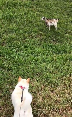 天気をチェックするワンちゃん