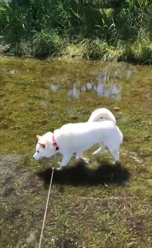 天気をチェックするワンちゃん