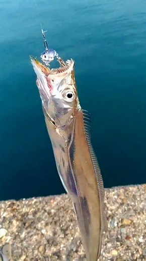 美しすぎる太刀魚