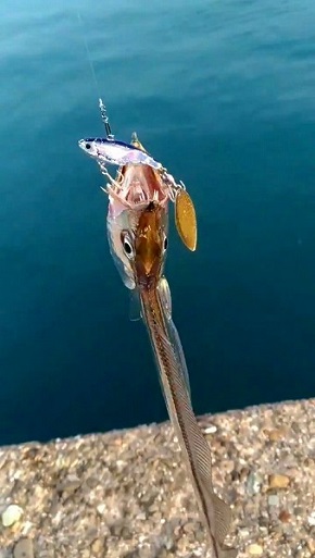 美しすぎる太刀魚