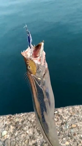 美しすぎる太刀魚
