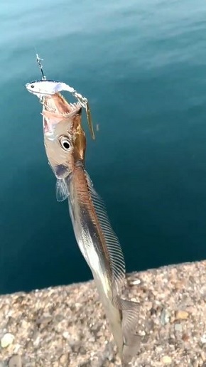美しすぎる太刀魚