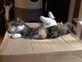 それは恐怖の「猫食いボックス」だった……！　スーッと箱に吸い込まれて消えていく猫ちゃんはどこへ……