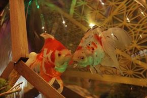 大江戸温泉金魚物語