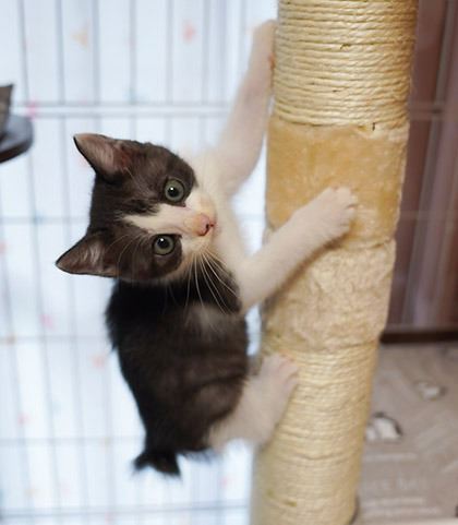 うさぎのふうた