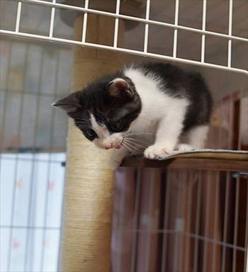 うさぎのふうた