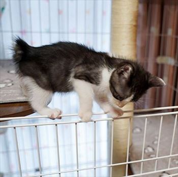 うさぎのふうた