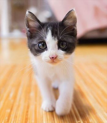 うさぎのふうた