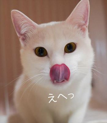 うさぎのふうた