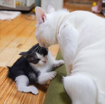 うさぎのふうた