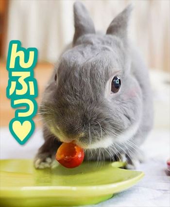 うさぎのふうた