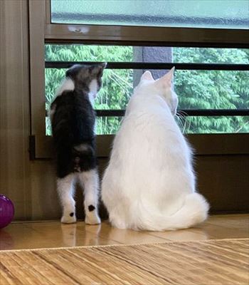 うさぎのふうた