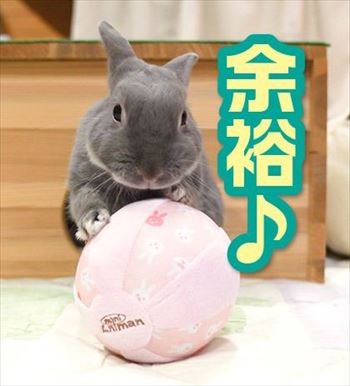 うさぎのふうた