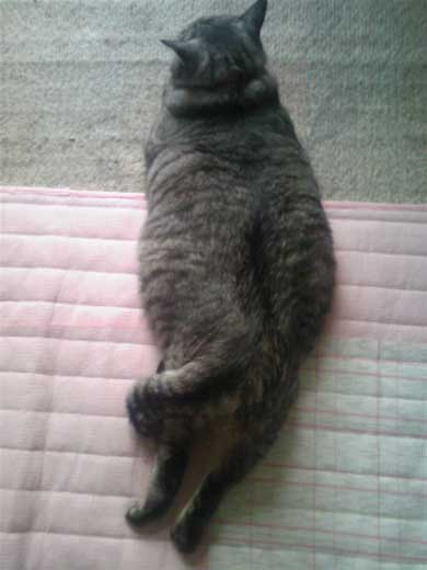 たぬき 言われた 猫 動物病院 先生 でぶ トド