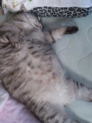 たぬき 言われた 猫 動物病院 先生 でぶ トド