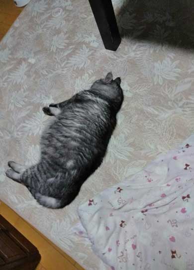 たぬき 言われた 猫 動物病院 先生 でぶ トド