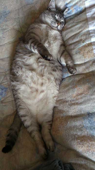 たぬき 言われた 猫 動物病院 先生 でぶ トド