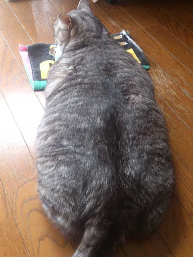 たぬき 言われた 猫 動物病院 先生 でぶ トド