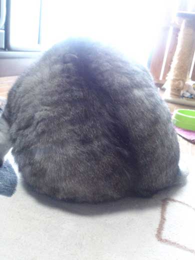 たぬき 言われた 猫 動物病院 先生 でぶ トド