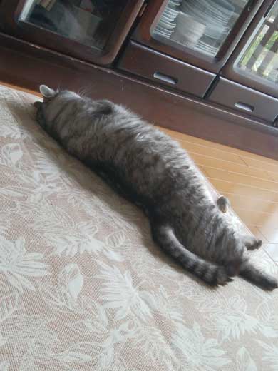 たぬき 言われた 猫 動物病院 先生 でぶ トド