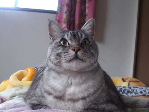 たぬき 言われた 猫 動物病院 先生 でぶ トド