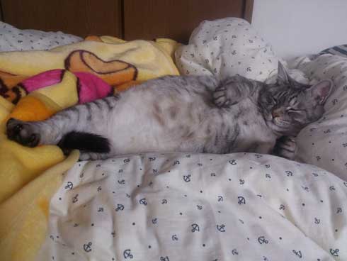 たぬき 言われた 猫 動物病院 先生 でぶ トド