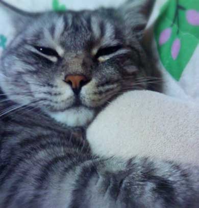 たぬき 言われた 猫 動物病院 先生 でぶ トド