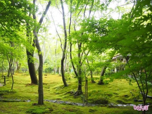 京都 嵯峨野 観光 嵐山