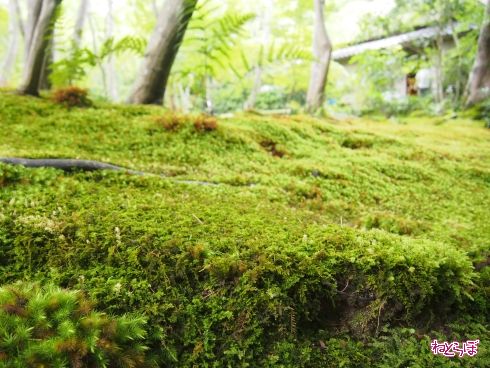 京都 嵯峨野 観光 嵐山