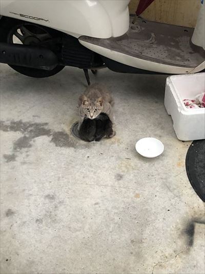 子猫を守る母猫