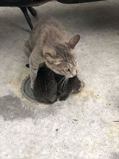 子猫を守る母猫