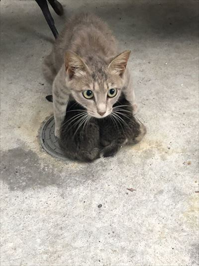 子猫を守る母猫