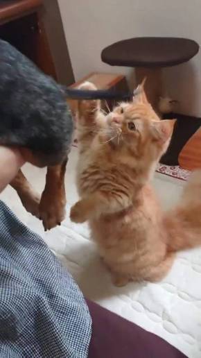 猫 しっぽ 犬の爪切り