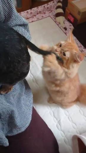 猫 しっぽ 犬の爪切り