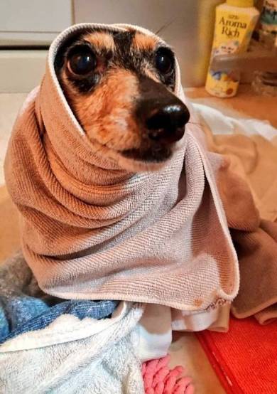 猫 しっぽ 犬の爪切り