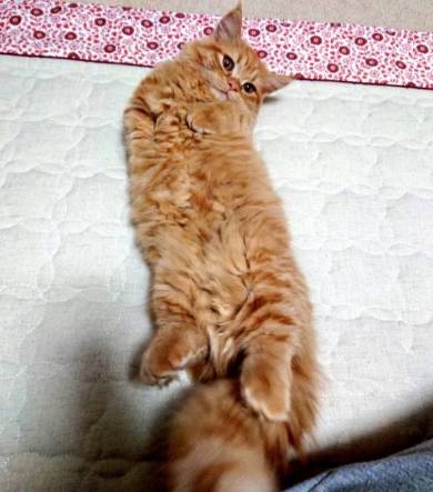 猫 しっぽ 犬の爪切り