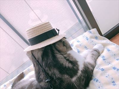 なめネコれおくんピーチくん