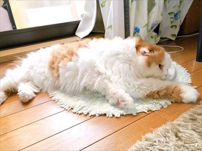 なめネコれおくんピーチくん