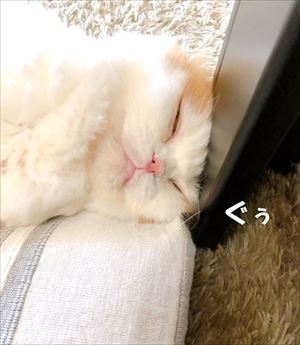 なめネコれおくんピーチくん
