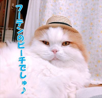 なめネコれおくんピーチくん