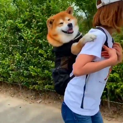 リュックでオンブされる柴犬