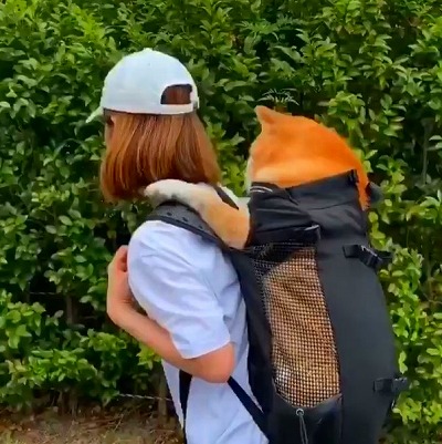 リュックでオンブされる柴犬
