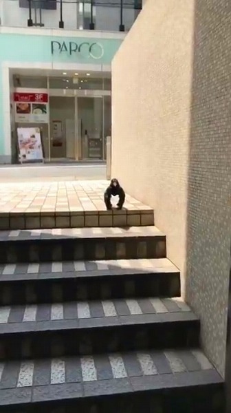 ゴリラポーズのカラス