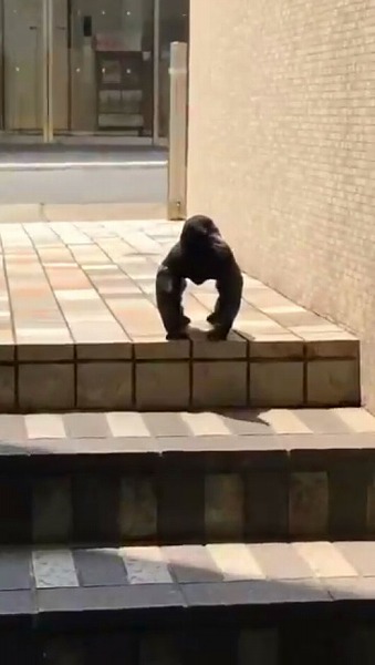 ゴリラポーズのカラス