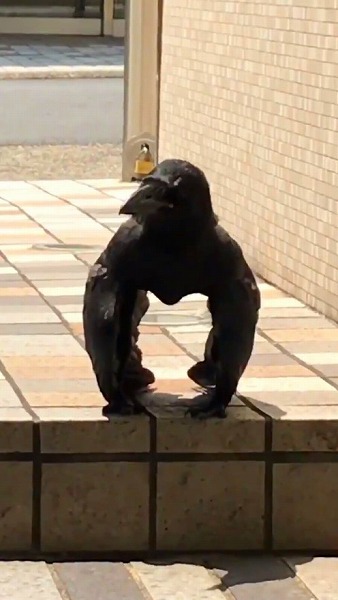 ゴリラポーズのカラス