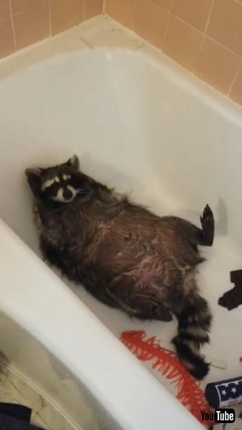 バスタイムアライグマさん